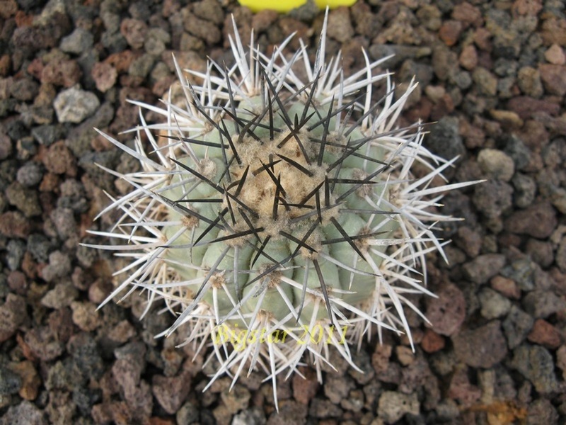 Copiapoa cinerascens KK 176