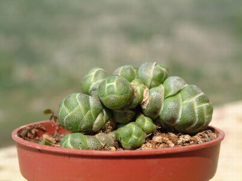 Crassula barklyi 