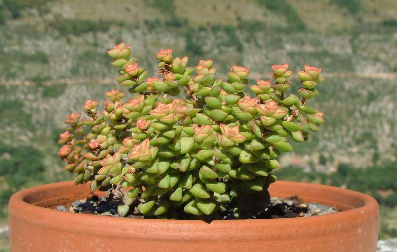 Crassula rupestris 