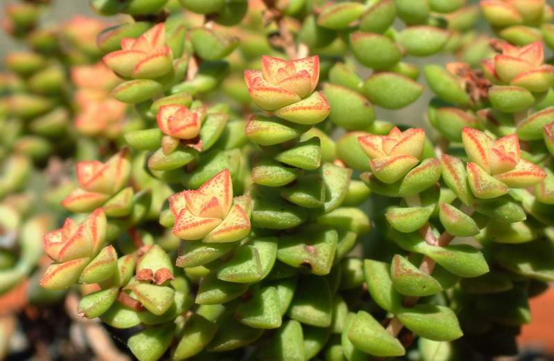 Crassula rupestris 