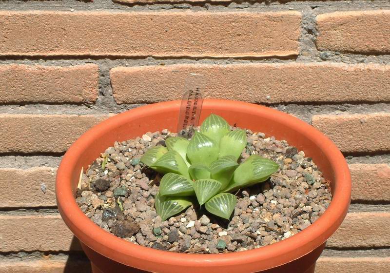 Haworthia retusa 