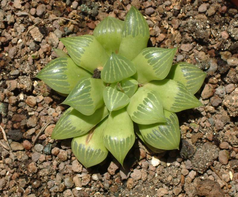 Haworthia retusa 