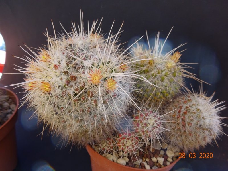 Mammillaria karwinskiana ssp. nejapensis 