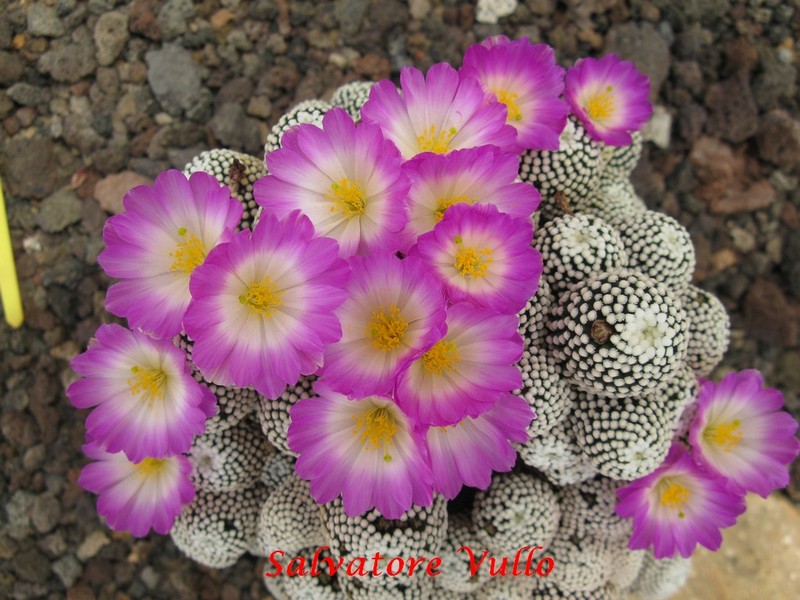 Mammillaria luethyi 