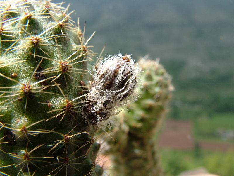 Rebutia pygmaea 