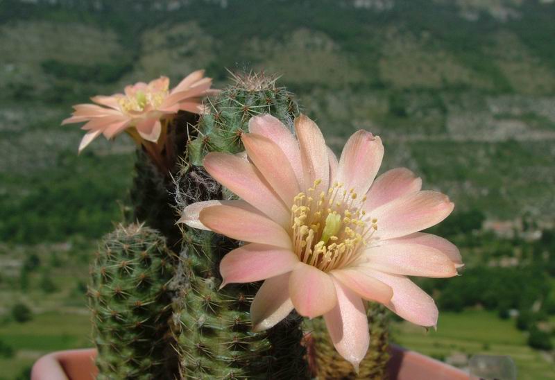 Rebutia pygmaea MN 229