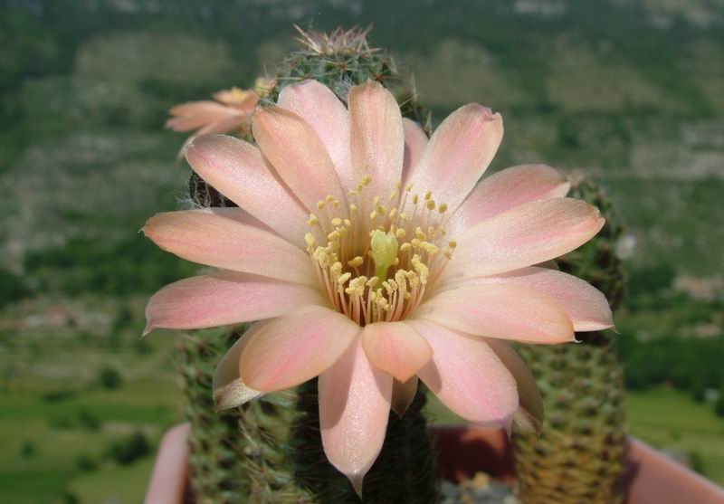 Rebutia pygmaea MN 229