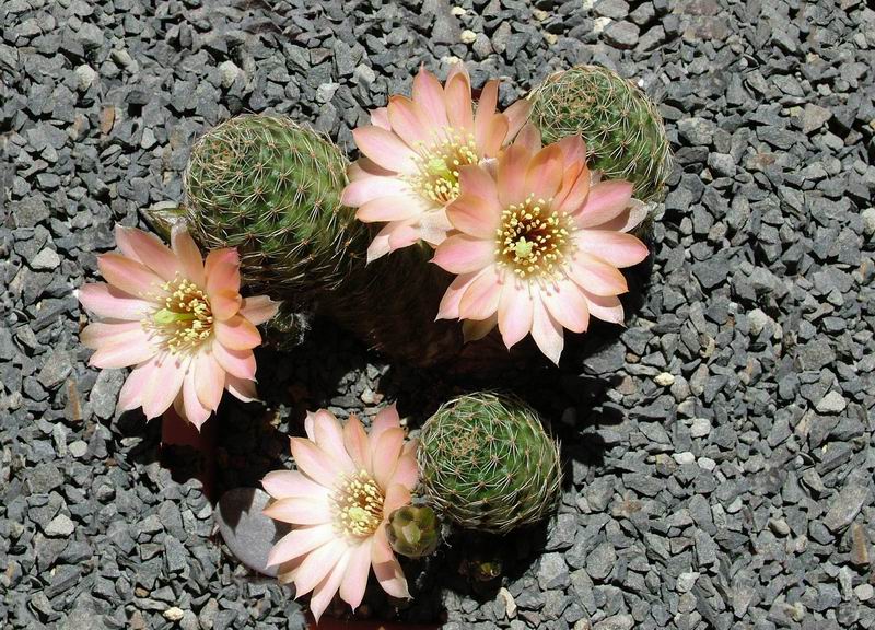 Rebutia pygmaea MN 229