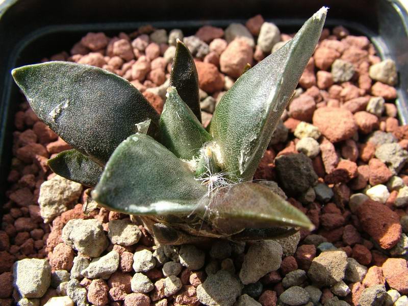 Ariocarpus retusus f. robustus 