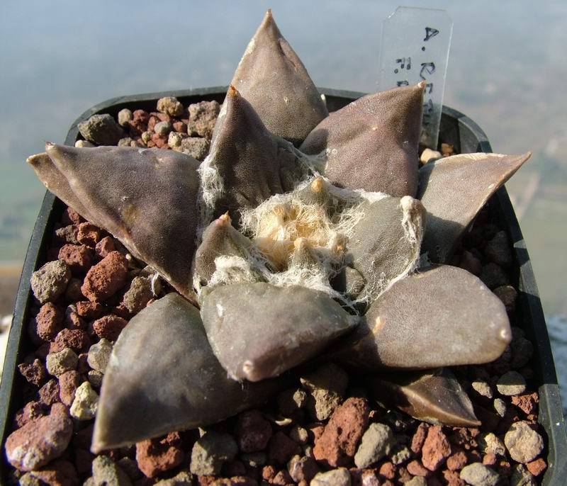 Ariocarpus retusus f. robustus 