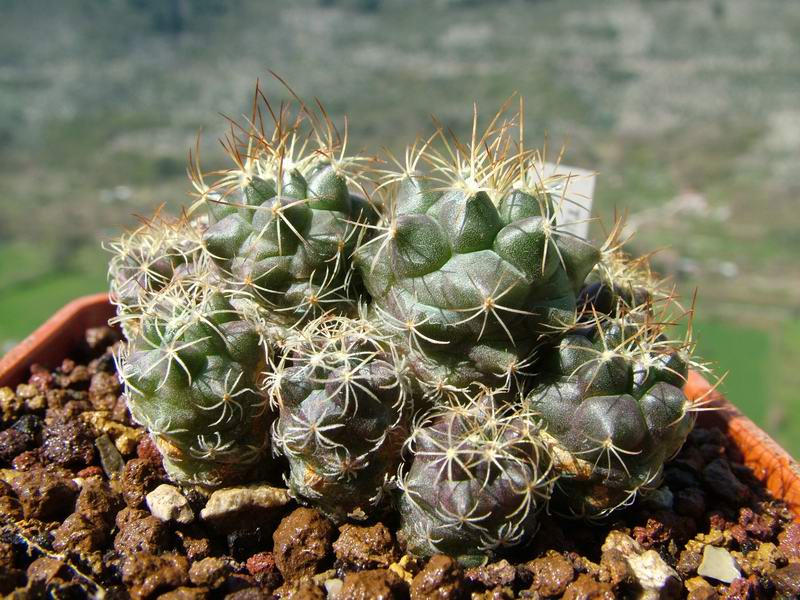 Turbinicarpus laui 