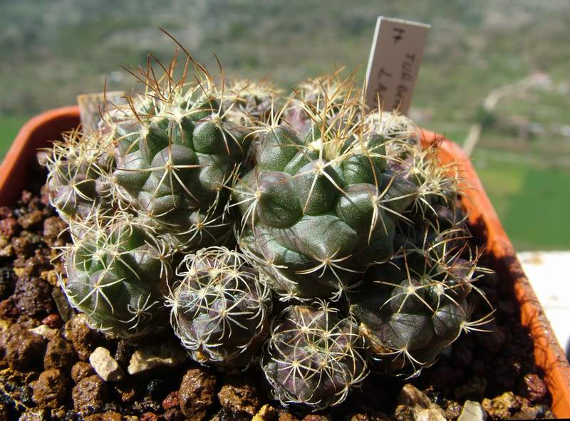 Turbinicarpus laui 