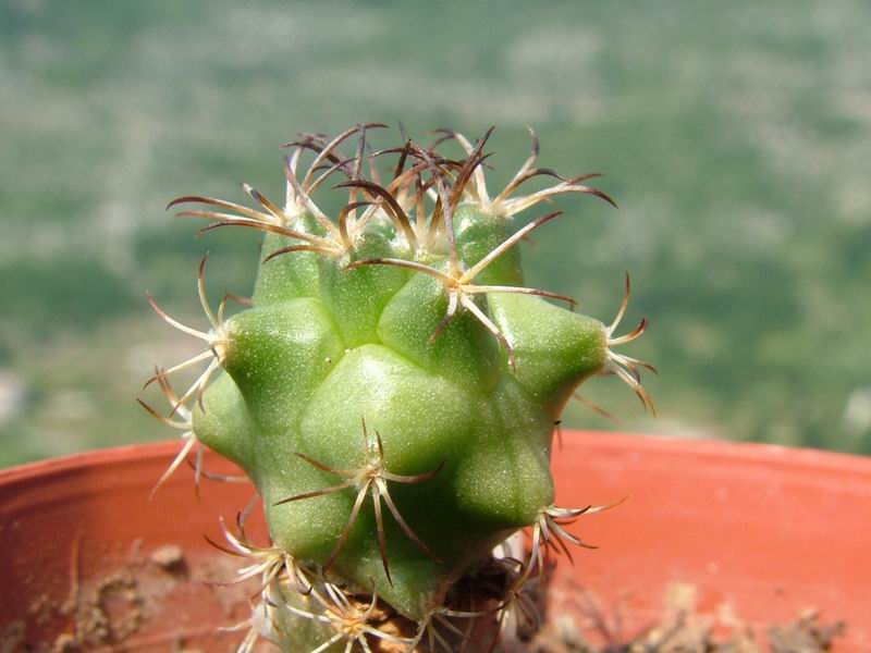 Turbinicarpus laui 