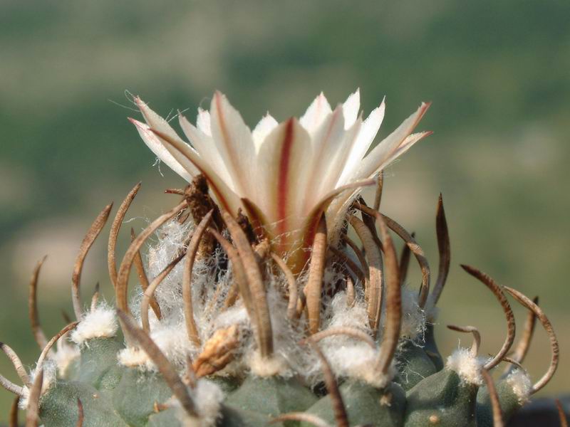 Turbinicarpus klinkerianus 