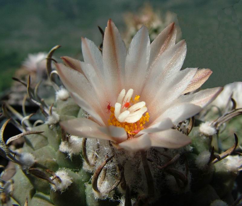 Turbinicarpus klinkerianus 