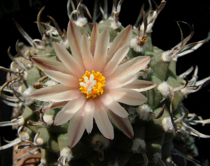 Turbinicarpus klinkerianus 