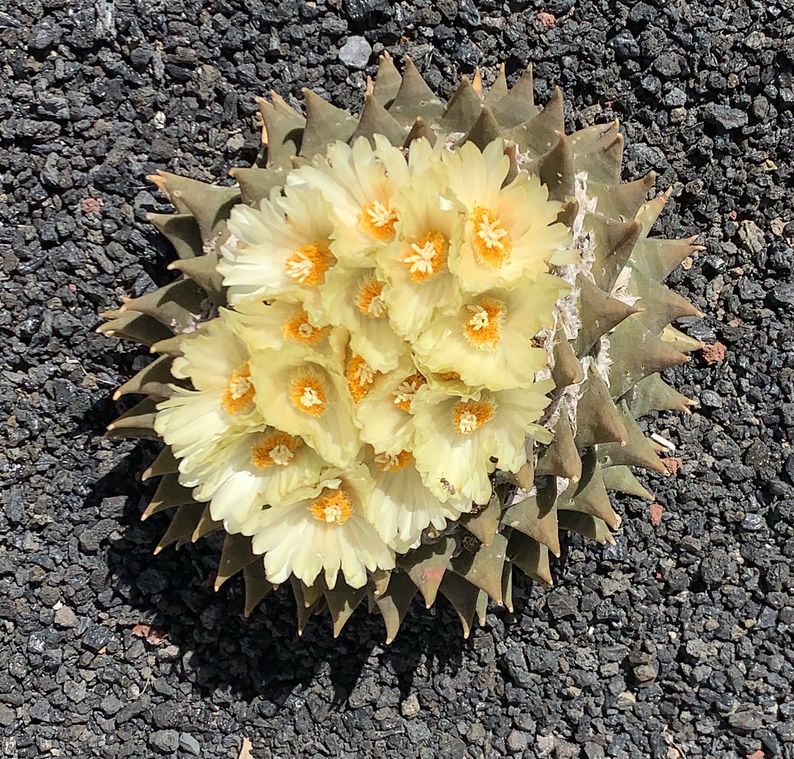 Ariocarpus trigonus 