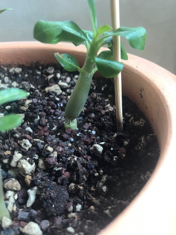 Adenium arabicum 