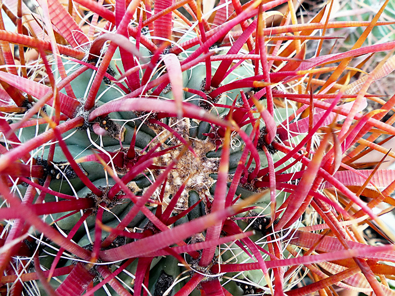 Ferocactus gracilis ssp. coloratus SB 1280