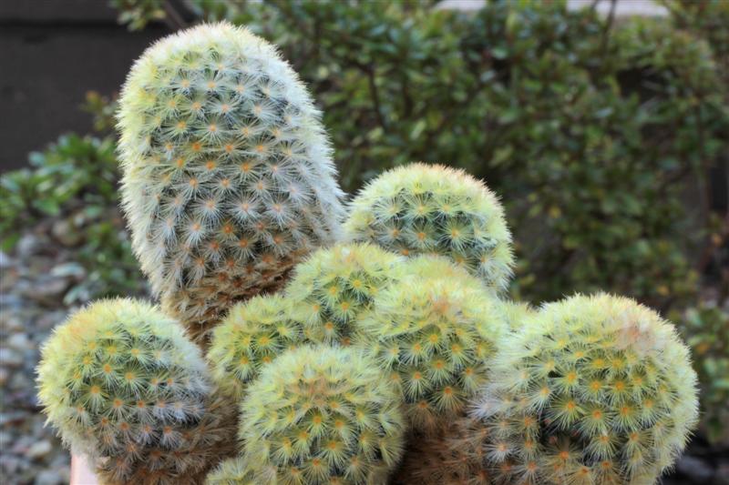 Mammillaria carmenae 