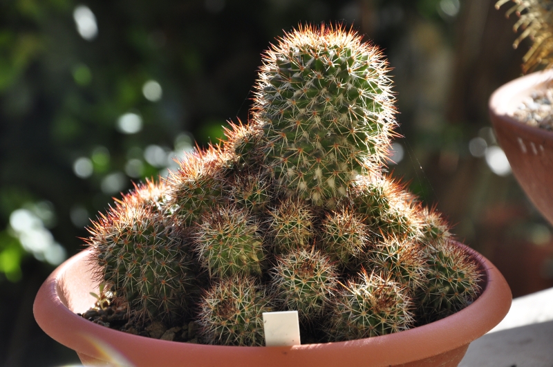 Mammillaria voburnensis 