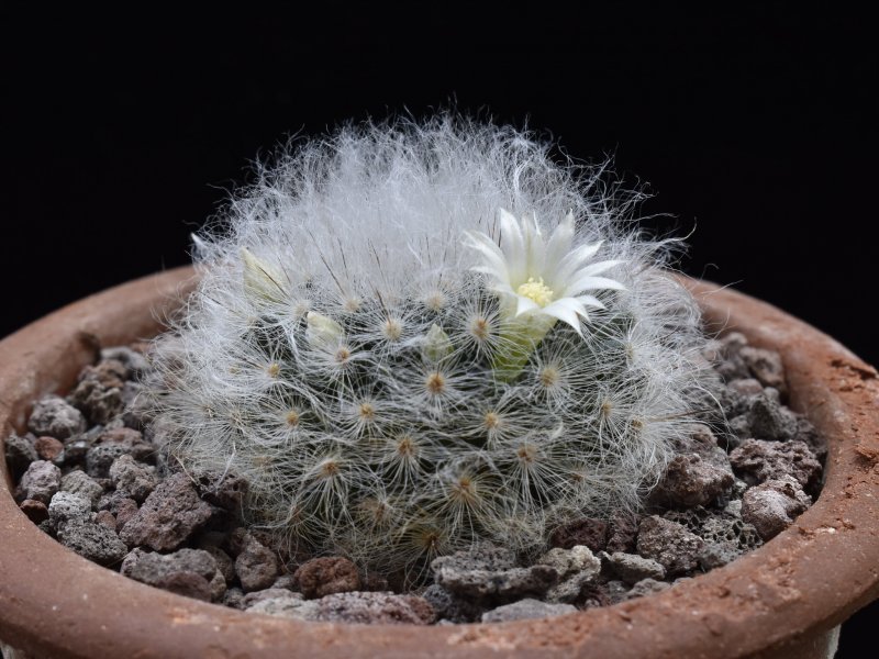 Mammillaria albicoma P 485