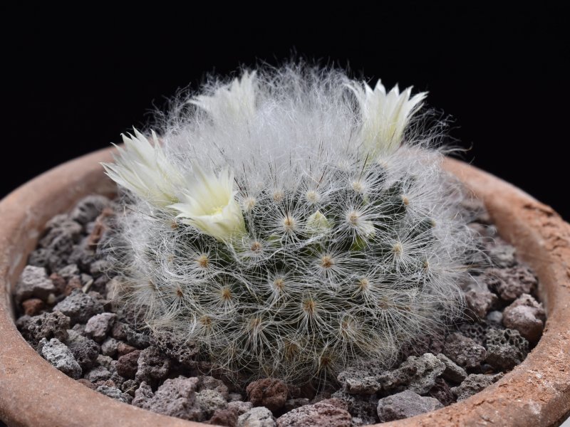 Mammillaria albicoma P 485