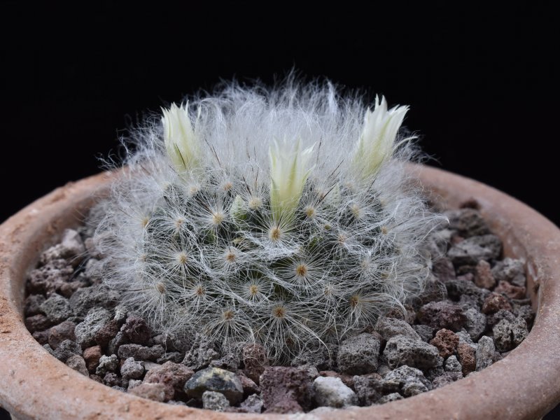 Mammillaria albicoma P 485