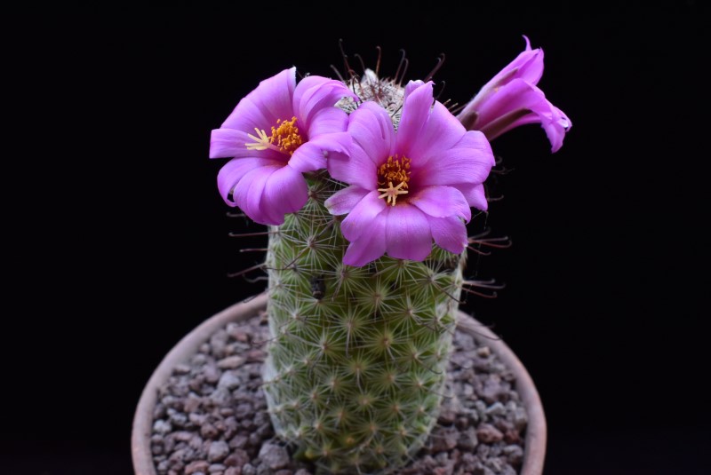 Mammillaria sp. KMR 369