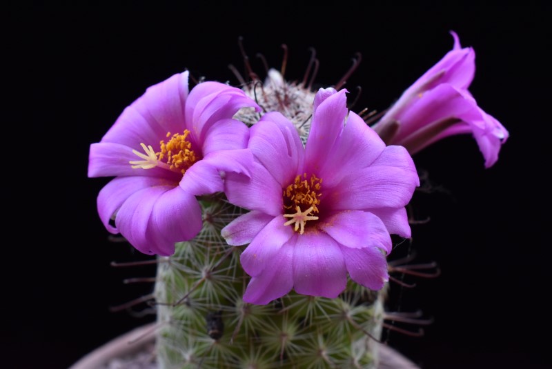 Mammillaria sp. KMR 369