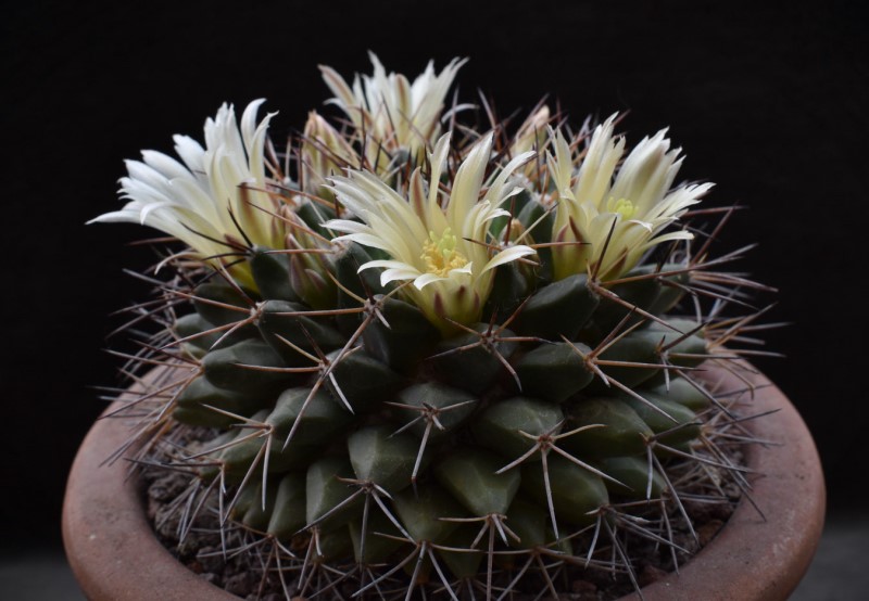 Mammillaria freudenbergeri 