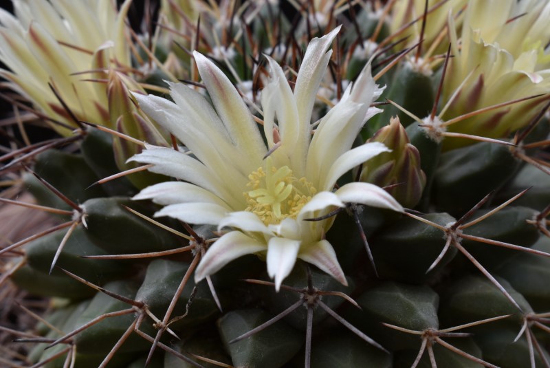 Mammillaria freudenbergeri 