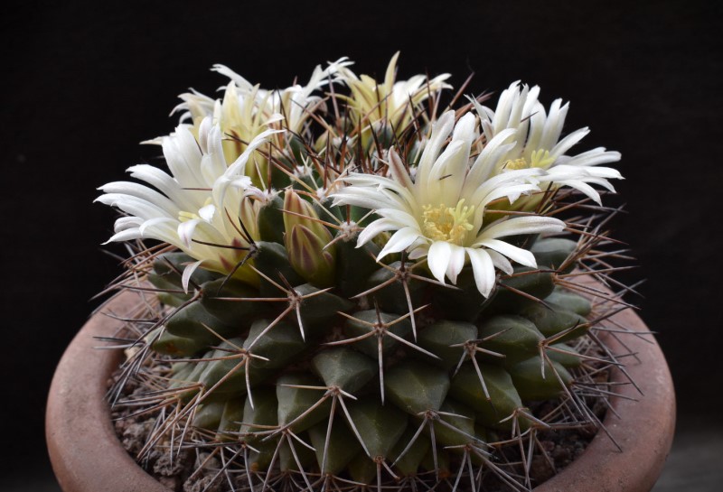 Mammillaria freudenbergeri 