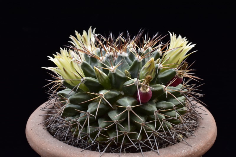 Mammillaria freudenbergeri 