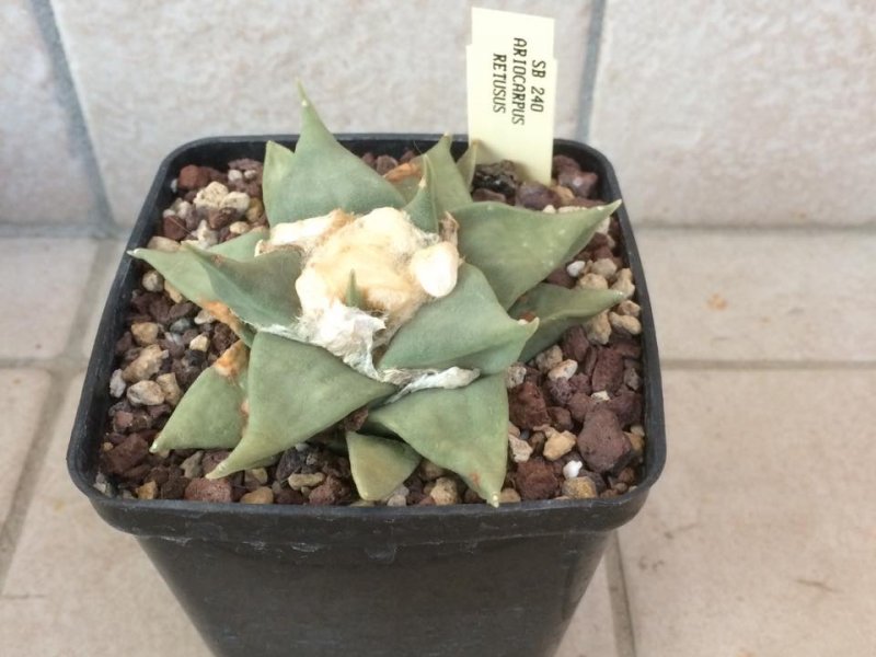 Ariocarpus retusus  