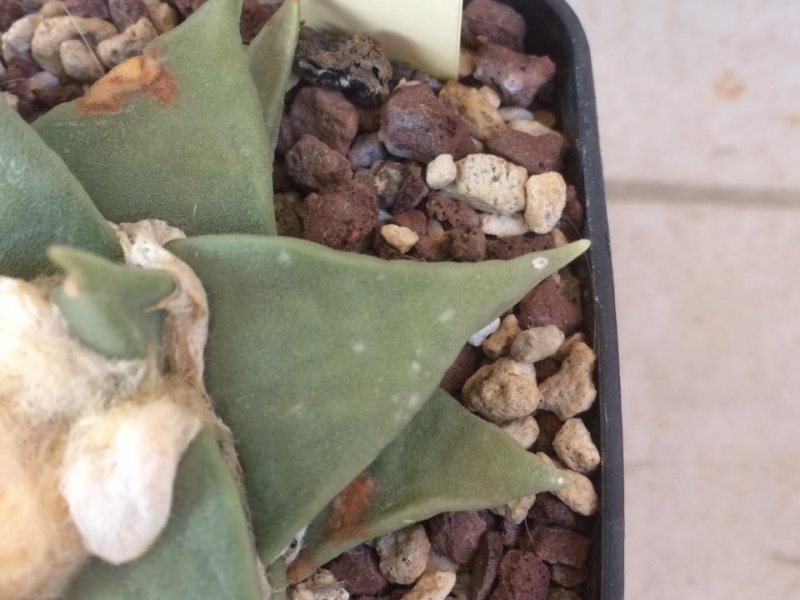 Ariocarpus retusus  