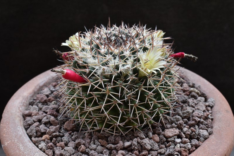 Mammillaria karwinskiana ssp. nejapensis JO no number