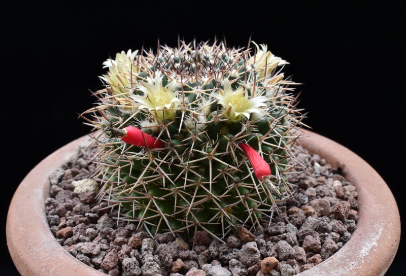 Mammillaria karwinskiana ssp. nejapensis JO no number