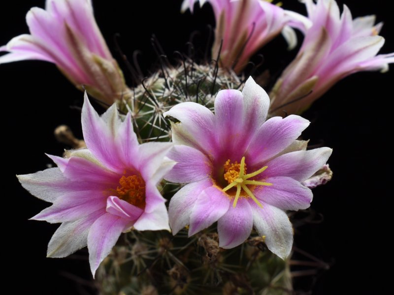 Mammillaria sheldonii BKLM 0987c