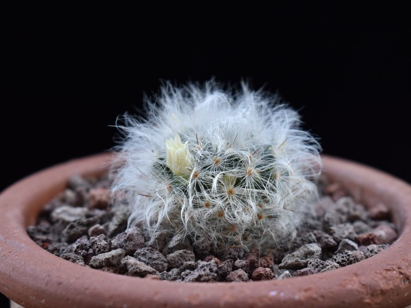 Mammillaria albicoma RS 1234