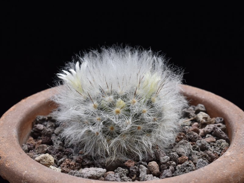 Mammillaria albicoma RS 1234