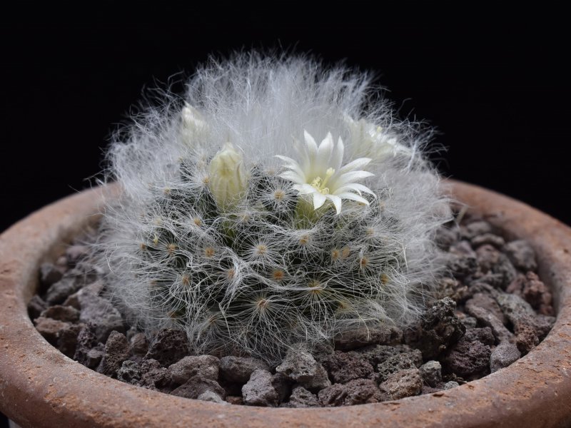 Mammillaria albicoma P 485