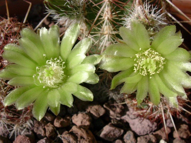 Echinocereus  viridiflorus 