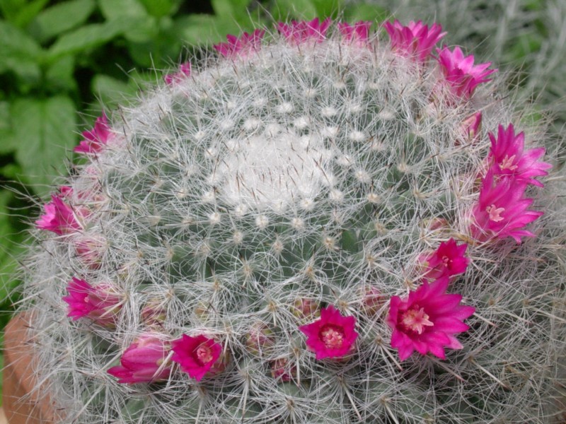 Mammillaria hahniana 