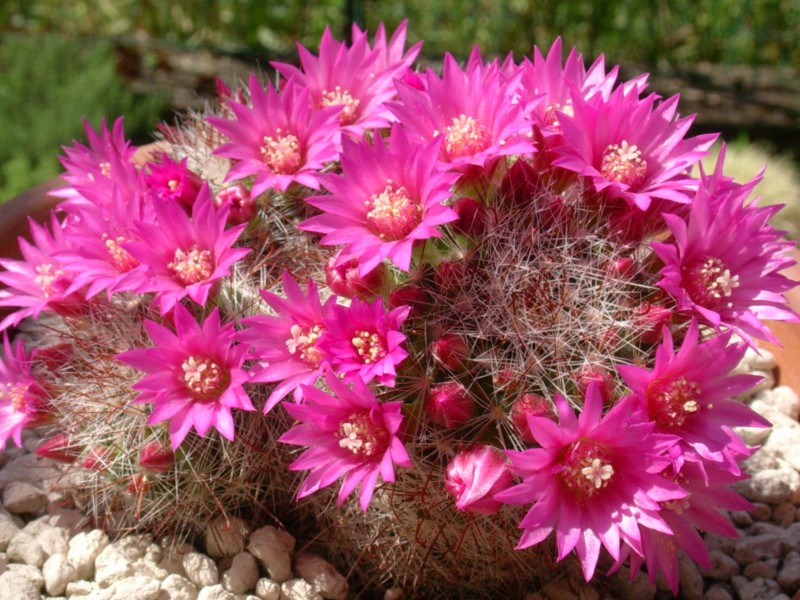 Mammillaria zeilmanniana 