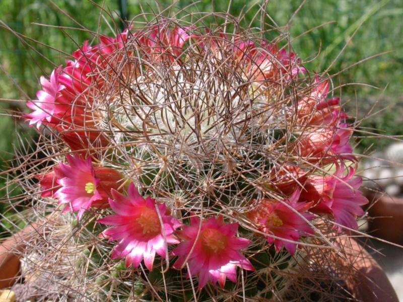 Mammillaria rekoi ssp. leptacantha 