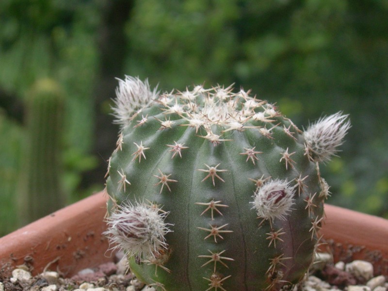 Echinocereus  pulchellus 