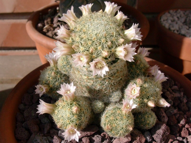 Mammillaria giselae 