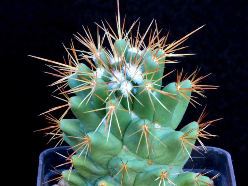 Coryphantha octacantha (ex clava) P 498