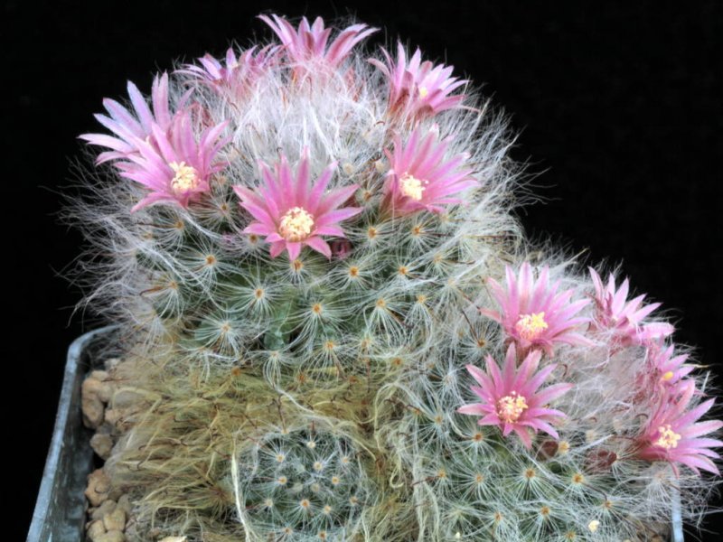 Mammillaria bocasana 